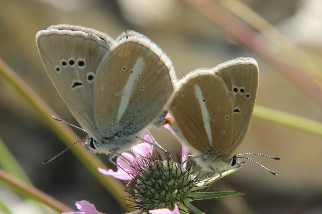 M e F  : foto di coppia